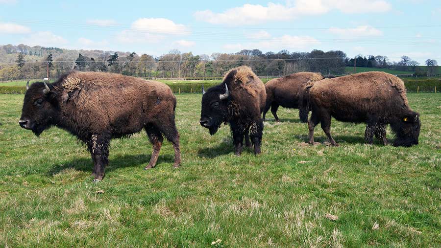 Rhug Estate bison © David Jones/RBI