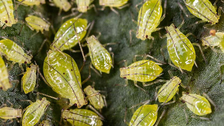 Close-up of aphids