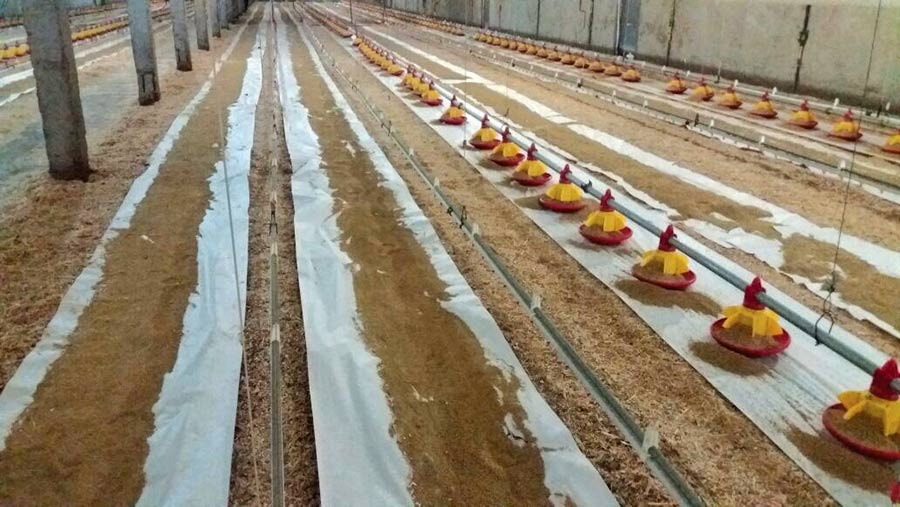 Shed with feed laid out on chick paper