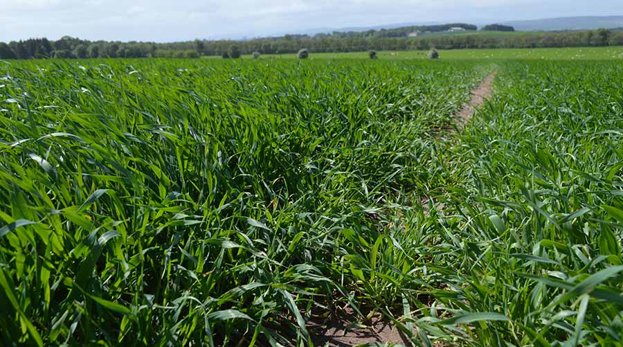 spring barley