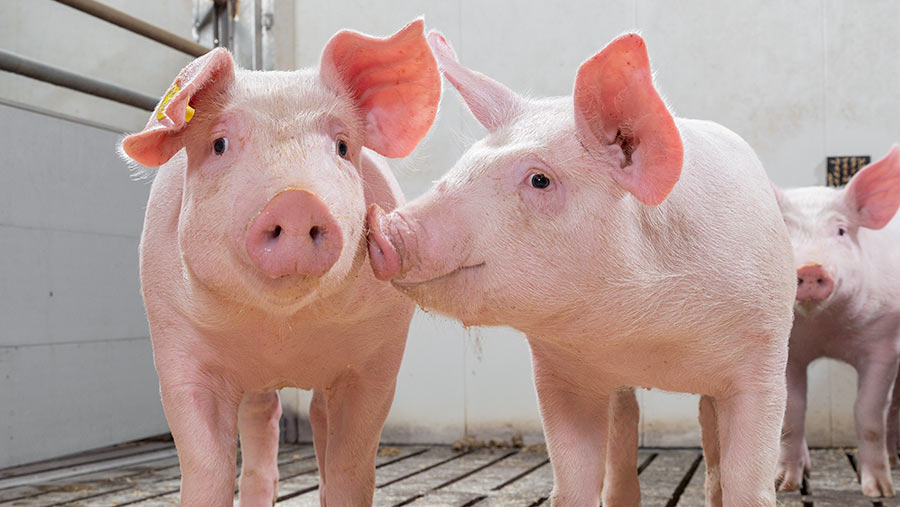 5 zinc oxide alternatives for pigs compared - Farmers Weekly