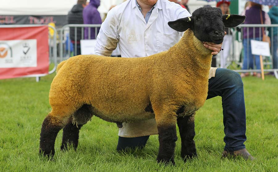 Sheep Interbreed Reserve