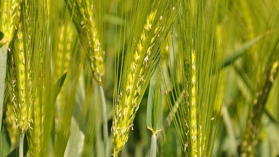 Close up of Kingsbarn barley in ear