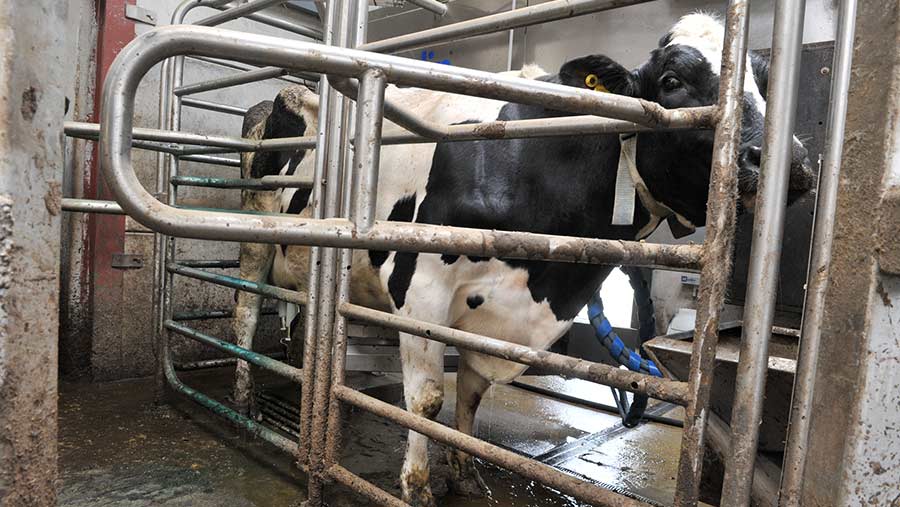 Cows in robotic milker