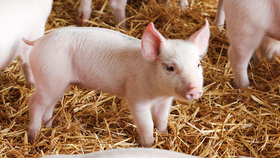 Salmonella is no longer a problem in the farm’s weaned piglets