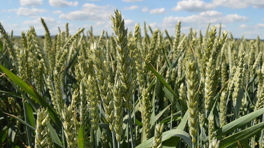 Cereals 2019: Wheat biostimulant seed dressing to up yields - Farmers ...