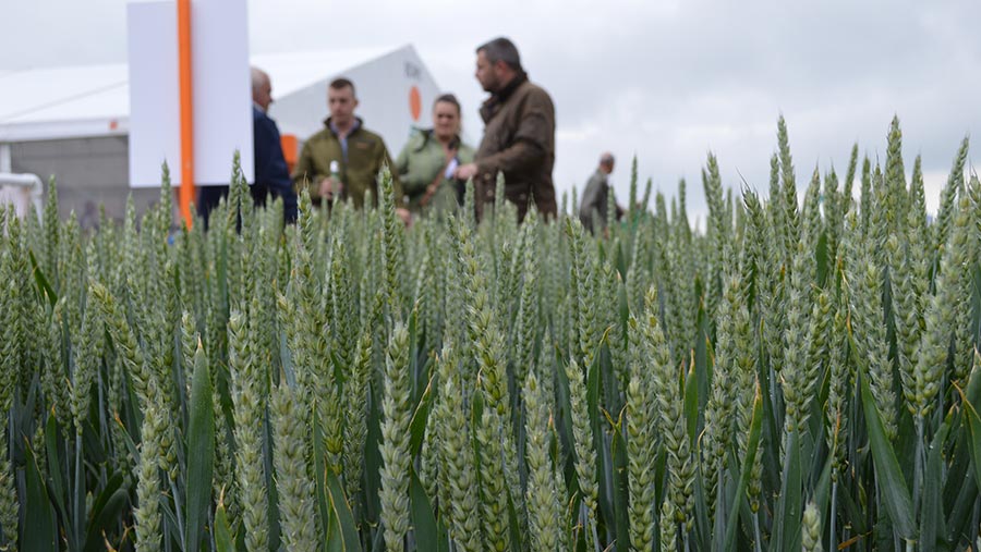 Crop plot at Cereals