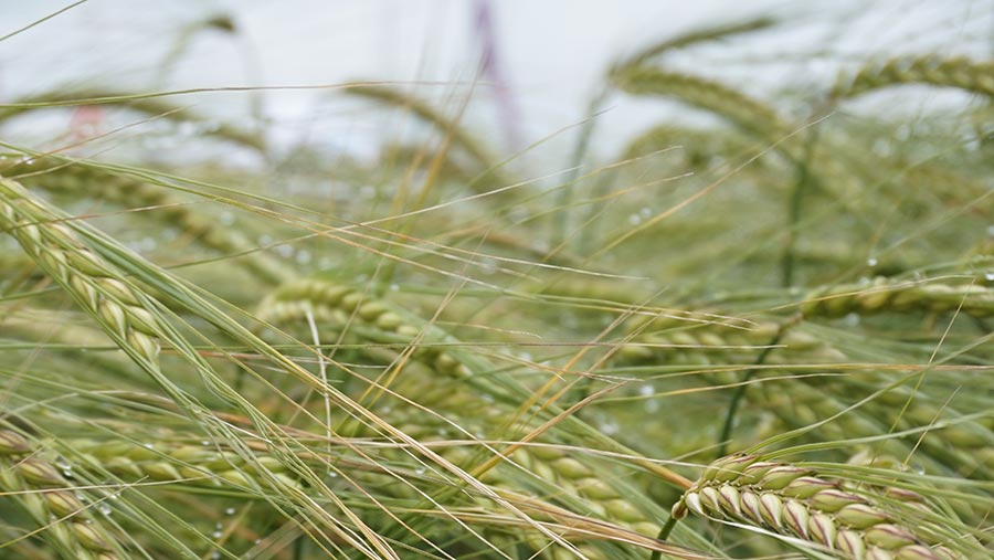 Spring barley Diablo