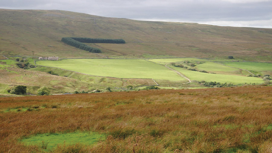 Rushes in field