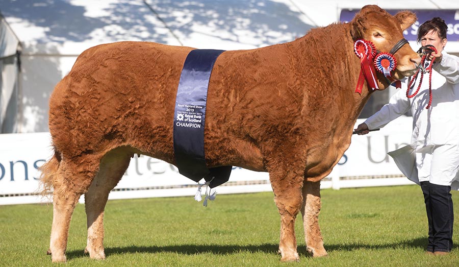 Limousin champion