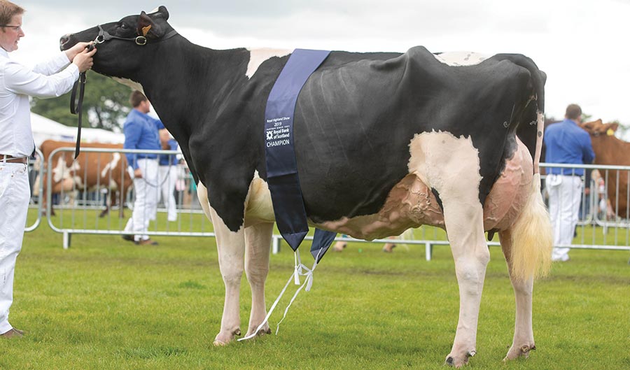 Holstein champion 