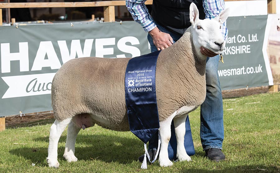 Reserve sheep interbreed