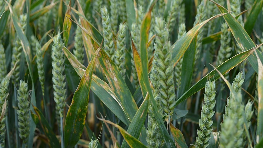 Septoria on wheat plant