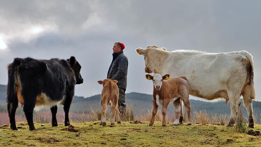 Farm Manger with cows