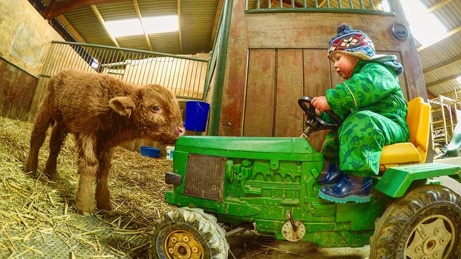 Child on tractor with Highland calf