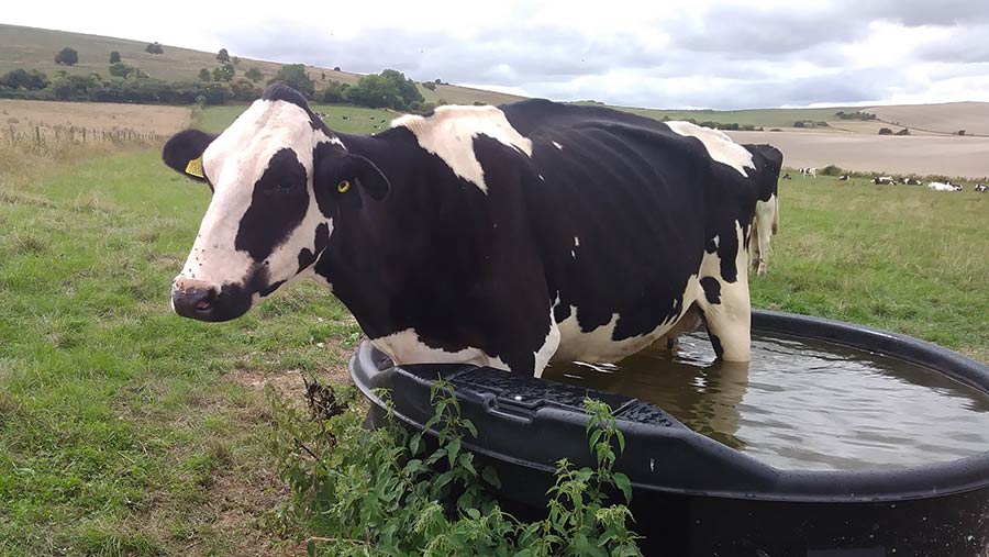 Cow in water trough