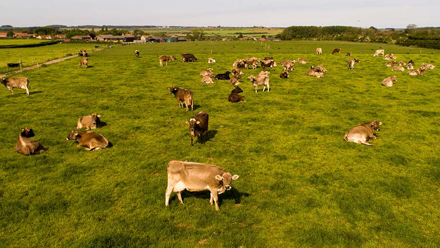 Cattle in a field at Copys Green Farm