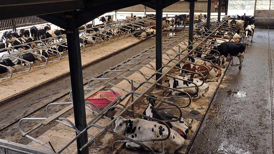 Dairy cows in cubicles