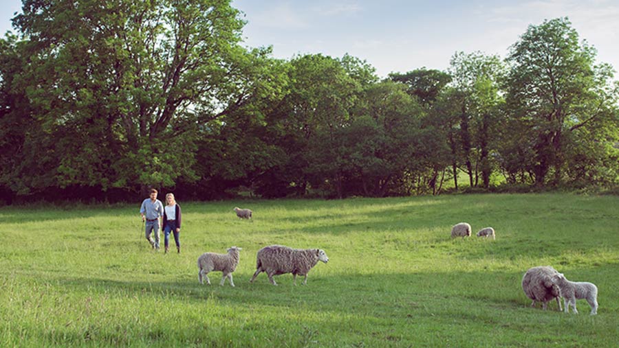 Lewis Steer and Flora Searson - The Dartmoor Shepherd - walking through sheep
