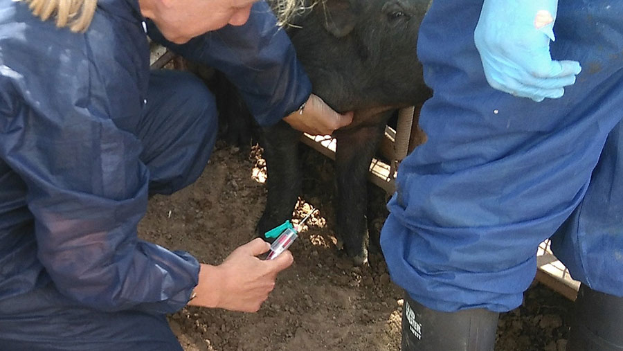 Vets in Wales have been trained to support pig enterprises with herd health planning