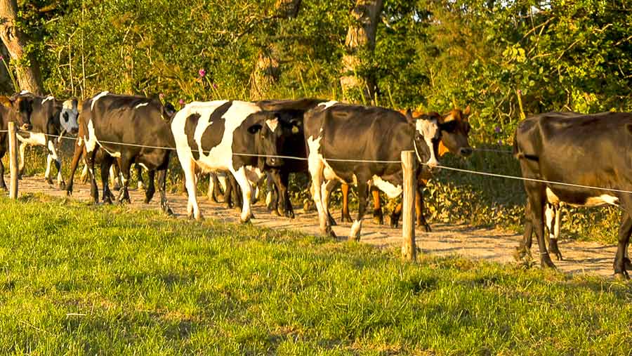 Callestick ©  Farm Cornish Ice cream