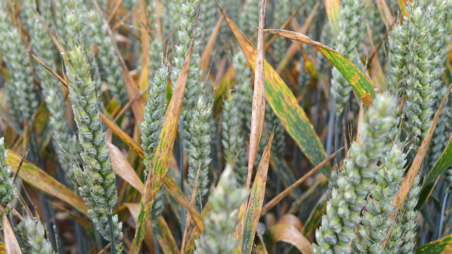 Septoria in wheat