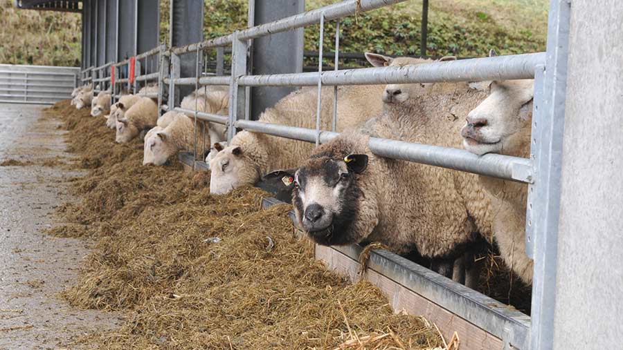 Aktiv minus bar All you need to know about feeding sheep a total mixed ration - Farmers  Weekly