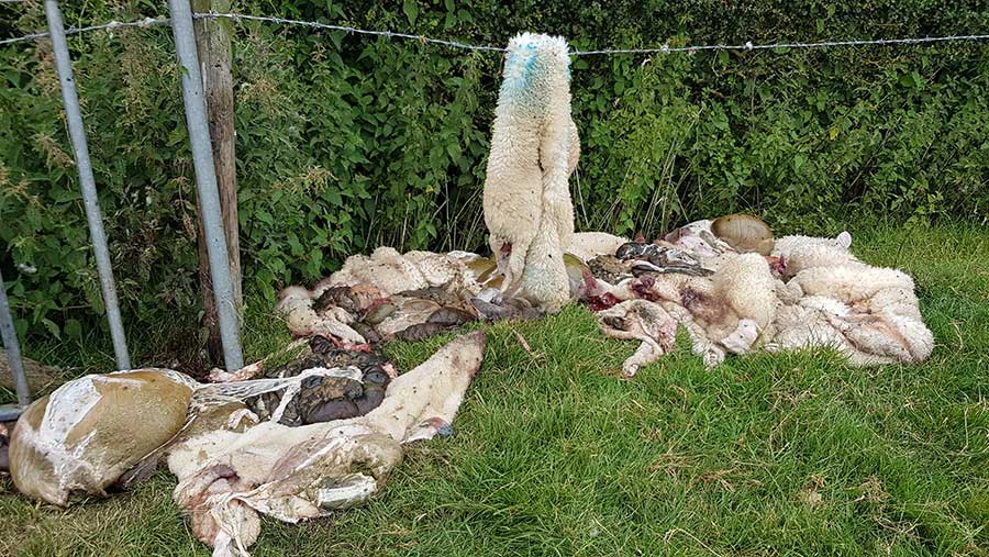 Butchered sheep carcasses