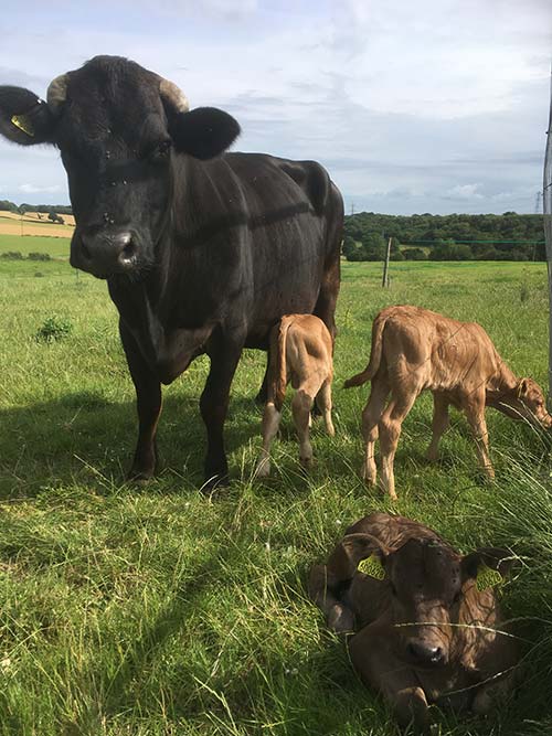 Cow with three calves