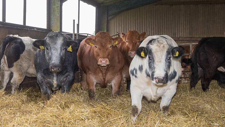 Beef producers losing £1/kg as production costs rise - Farmers Weekly