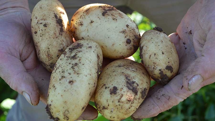 Closeup of hands holding potatoes