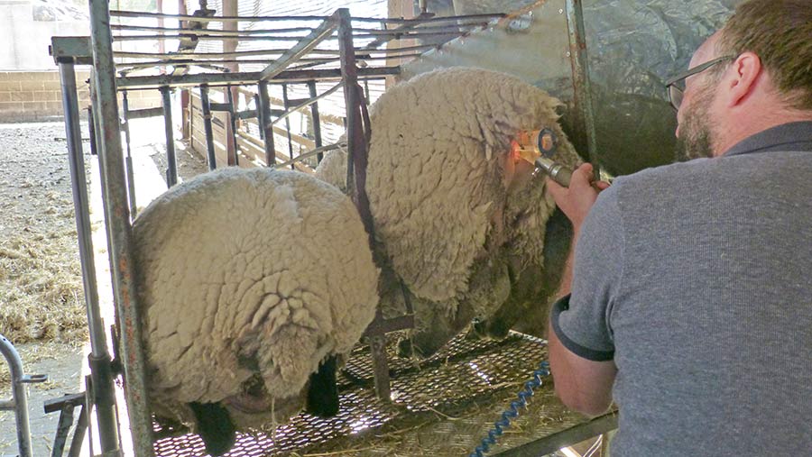 David Barber inseminating a ewe