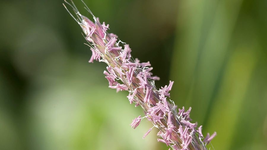 Close-up of blackgrass