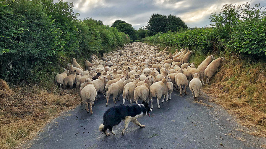 Sheep in road with dogs