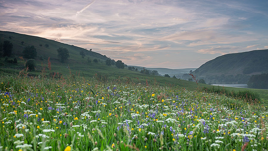 Flower meadow