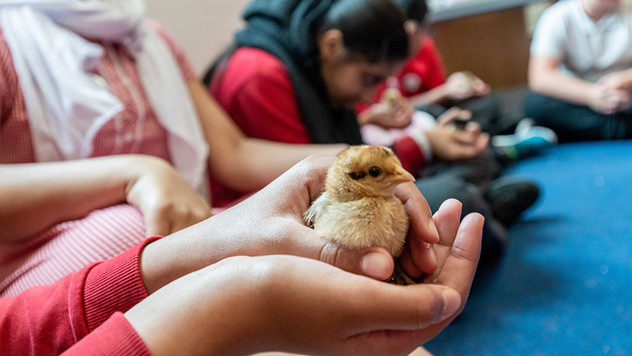 Child holding chick in hand