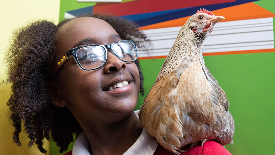 Child with chicken on shoulder