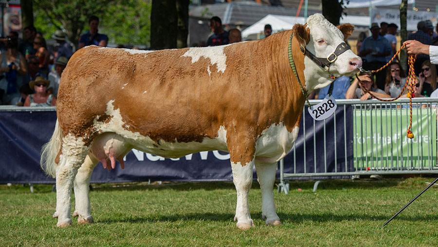 Interbreed beef campion