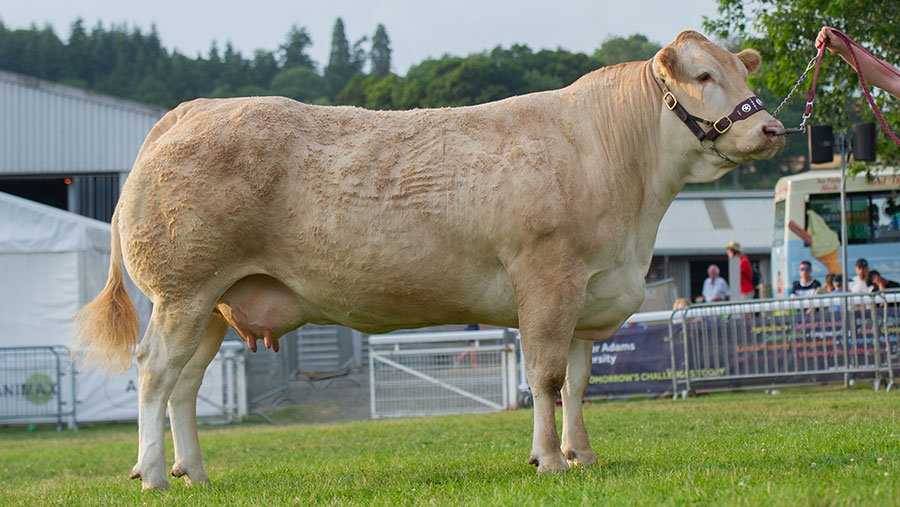 Reserve interbreed beef champion