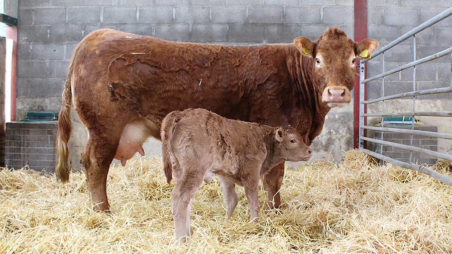 Limousin cow and calf in a shed
