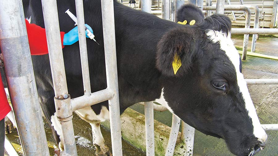 Injecting a cow