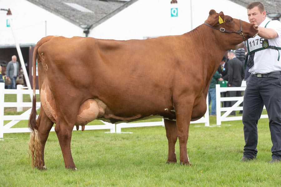 Dairy Shorthorn cow on show