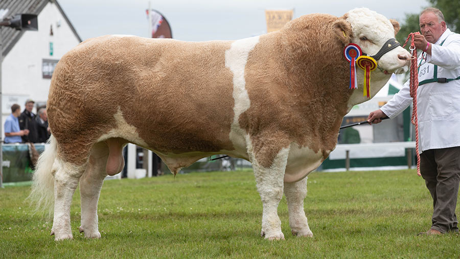 Overall beef interbreed champion Heathbrow Important © Tim Scrivener
