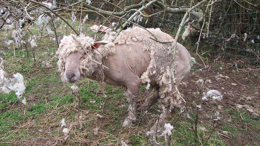 Sheep with mange