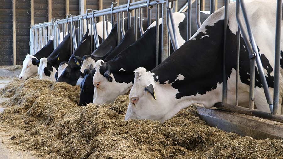 Benefits of cross-breeding dairy and is it right for you? - Farmers Weekly