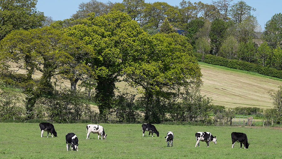 Cows grazing in field with trees in background