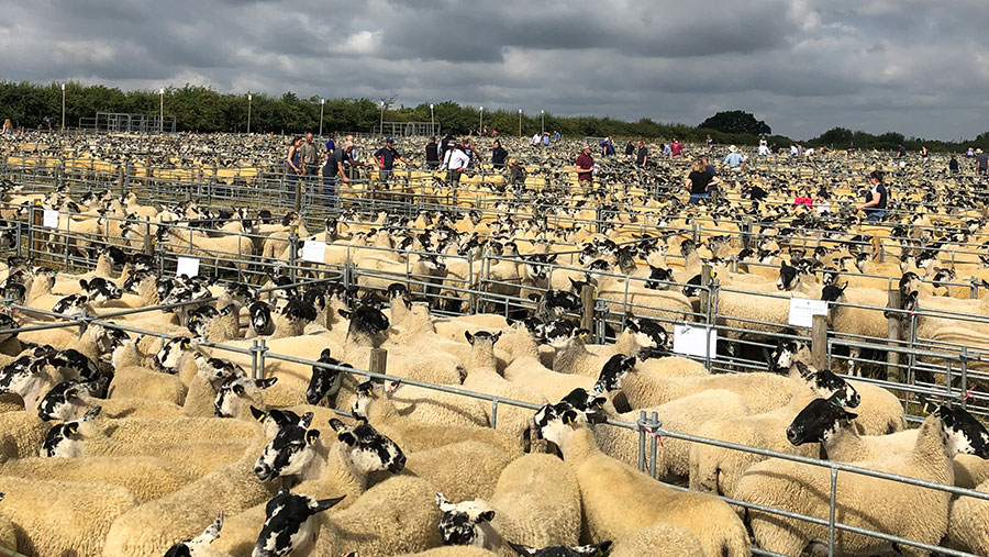 Jeremy Clarkson delights farmers with surprise visit to sheep sale