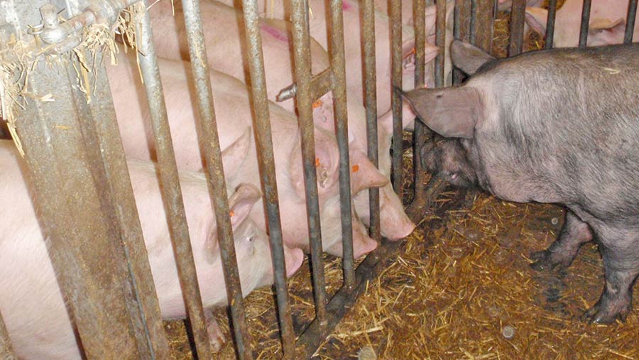 Guide to maximising conception rates in gilts - Farmers Weekly