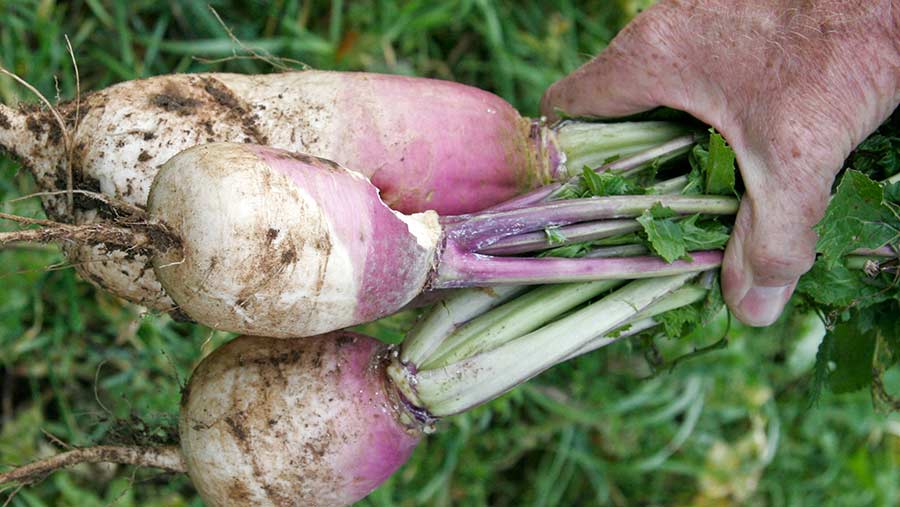Fodder turnips