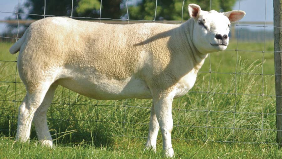 A pedigree Texel ewe on Steven Nesbitt's farm